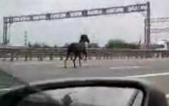 名前を知ってる競走馬はプラスで