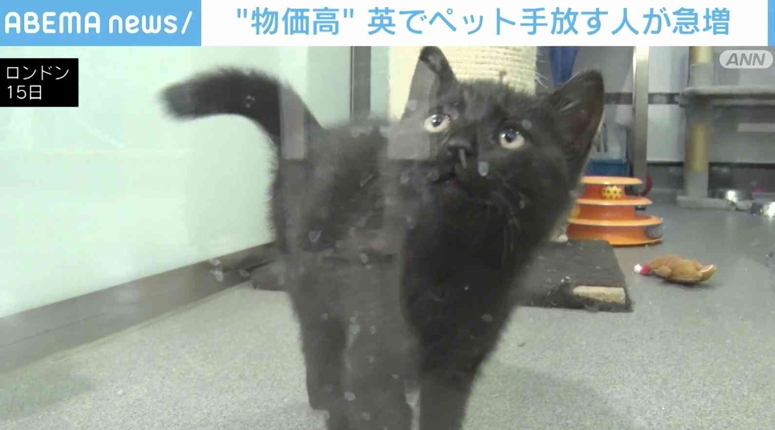 「もう飼う余裕がない」イギリス 物価高騰でペット手放す人が急増 | 国際 | ABEMA TIMES