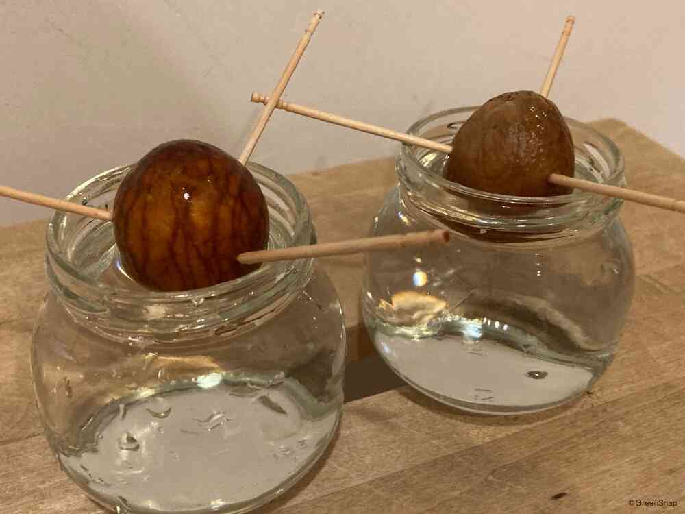【真剣】モロゾフの器活用術【ネタ】