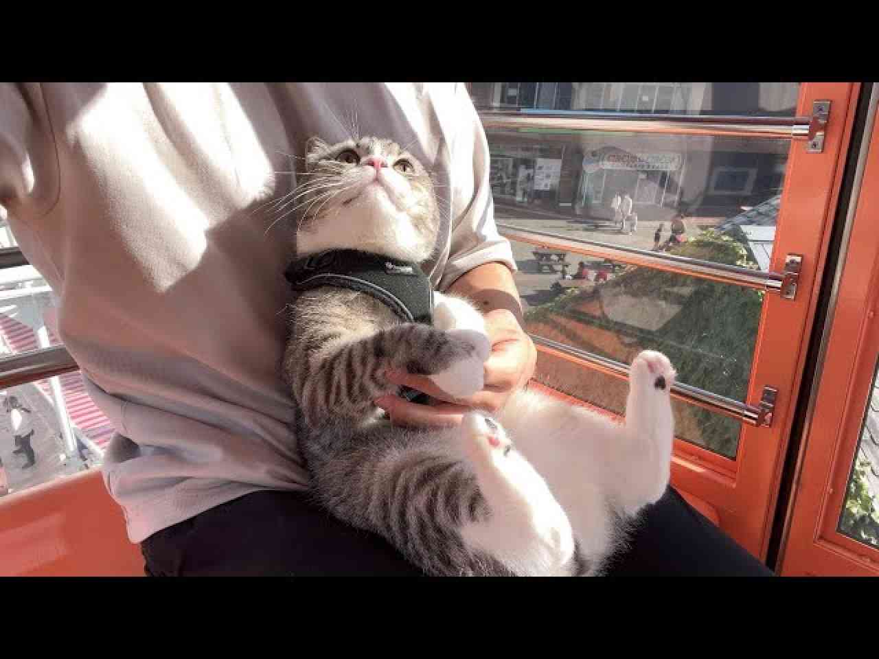 人気猫YouTuberもちまる、猫を観覧車に乗せ炎上「再生回数のためにここまで…」批判集まる | リアルライブ