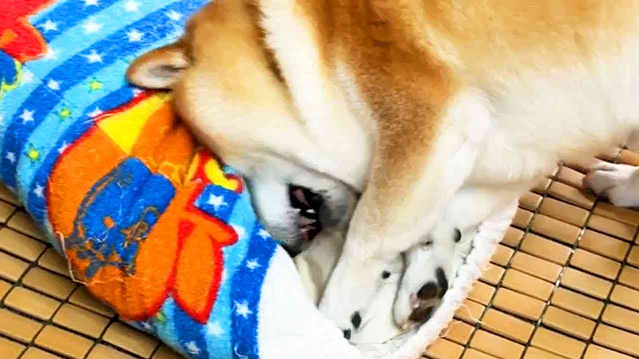 天日干しで消毒したはずのお父さんの枕で何の迷いもなく優勝する柴犬 - YouTube