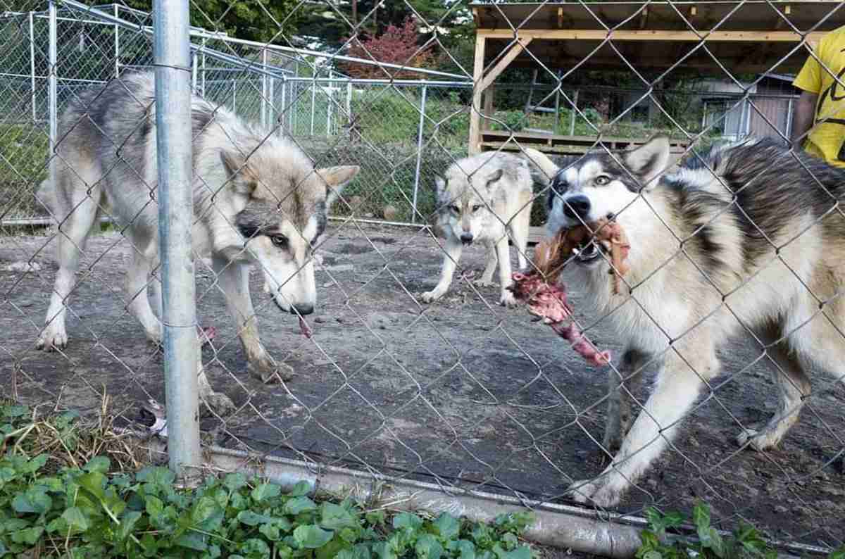 千葉で「オオカミ犬」脱走！ 名前とは真逆の臆病体質…騒げば騒ぐほど捕獲困難 | 東スポWEB