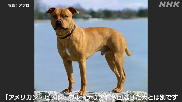 市川で大型犬“ピット・ブル”逃走 約14時間後に捕獲 けが人なし | NHK