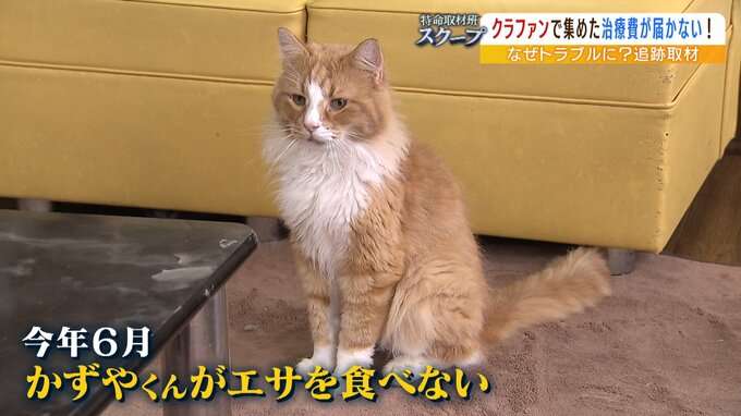 「この子たちの命が失われてしまう可能性ある...」クラファンサイトで猫の治療費を集めたのに『サイト運営者からお金が届かない』複数利用者が訴え...追跡取材