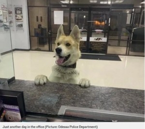 散歩中に逃げ出すも、自ら警察署を訪れた犬に「賢い!」と絶賛の声(英)