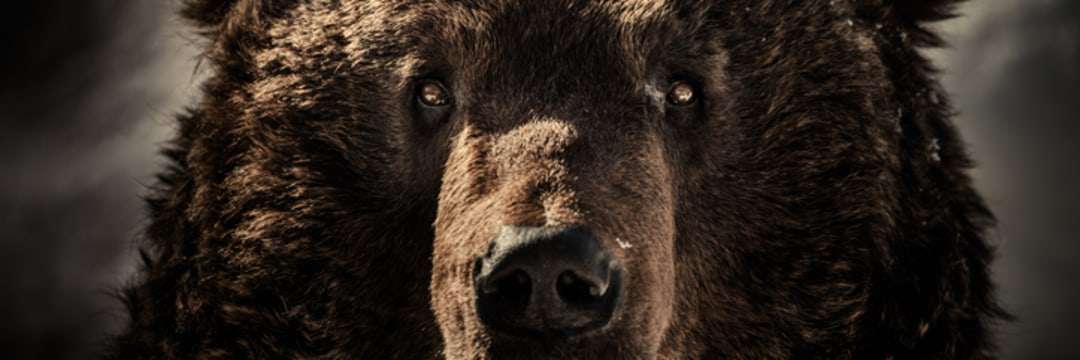 なぜヒグマは人を襲うのか？　過去70年のヒグマ事件を掘り起こしたら、衝撃の事件だらけだった（中山 茂大） | 現代ビジネス | 講談社（1/3）