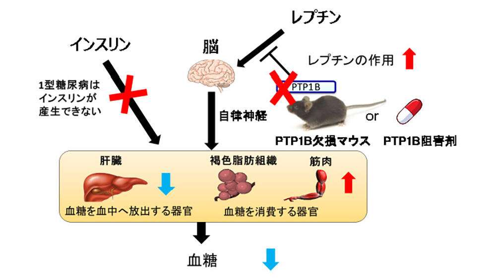 1型糖尿病の治療に朗報！ ～レプチンによる新規治療法を発見～ - 名古屋大学研究成果情報