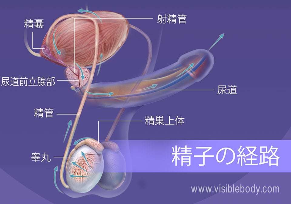 【アダルト版】豆知識!part2