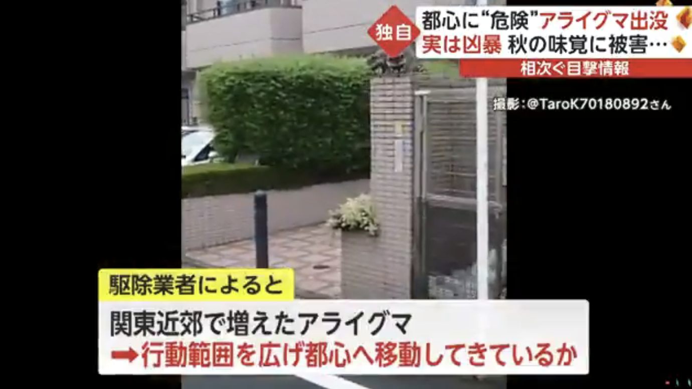 都心に“危険”アライグマ出没　実は凶暴 秋の味覚に被害...相次ぐ目撃情報