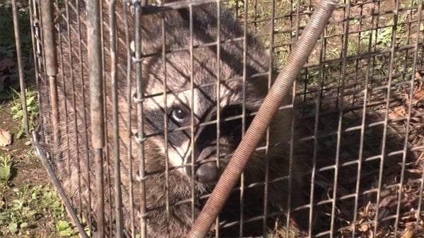 【独自】都心に“危険”アライグマ出没　実は凶暴 秋の味覚に被害...相次ぐ目撃情報｜FNNプライムオンライン
