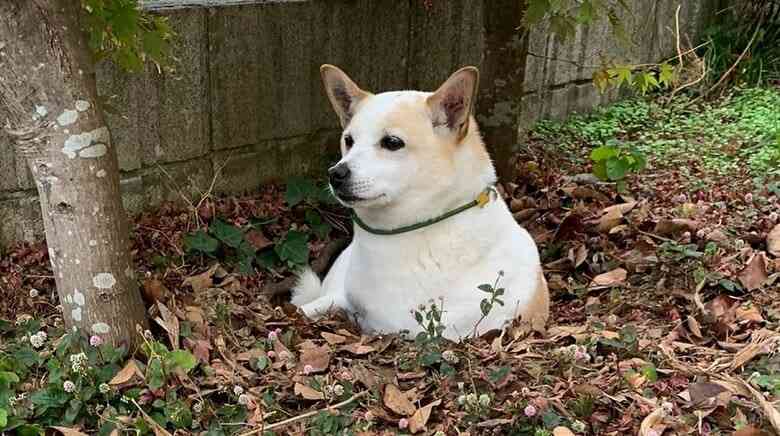 自ら掘った庭の穴が“自宅警備”の待機場所?地面から生える犬がかわいい…入る理由を飼い主に聞いた