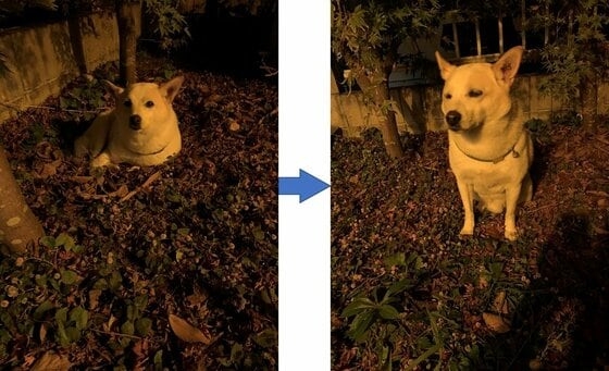 自ら掘った庭の穴が“自宅警備”の待機場所?地面から生える犬がかわいい…入る理由を飼い主に聞いた