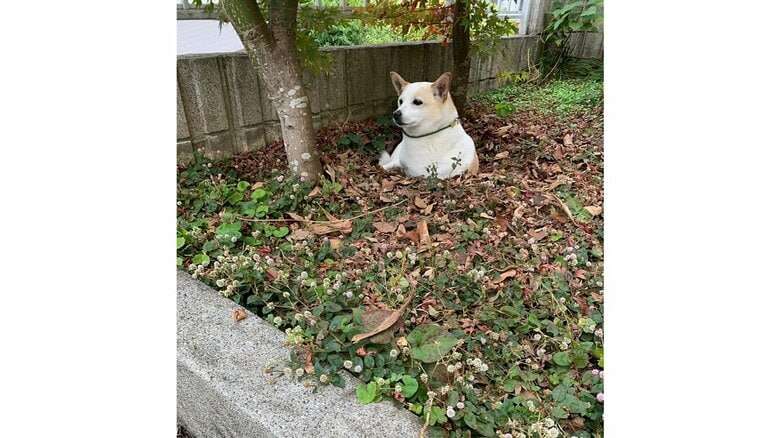 自ら掘った庭の穴が“自宅警備”の待機場所？地面から生える犬がかわいい…入る理由を飼い主に聞いた