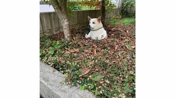 自ら掘った庭の穴が“自宅警備”の待機場所？地面から生える犬がかわいい…入る理由を飼い主に聞いた｜FNNプライムオンライン
