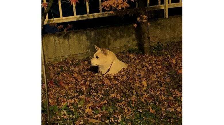 自ら掘った庭の穴が“自宅警備”の待機場所?地面から生える犬がかわいい…入る理由を飼い主に聞いた