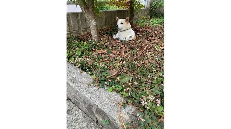 自ら掘った庭の穴が“自宅警備”の待機場所?地面から生える犬がかわいい…入る理由を飼い主に聞いた