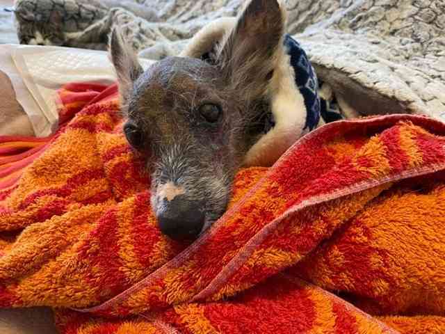 10年も虐待を受け「ゾンビ」と笑われた元繁殖犬、救助されたが余命2ヶ月…初めて愛に包まれた最期だった（まいどなニュース） - Yahoo!ニュース