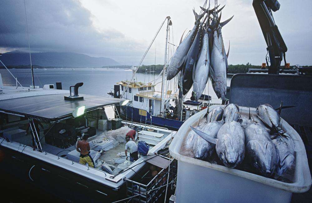 「マグロ漁船」って実際稼げるの？年収はいくらになる？（ファイナンシャルフィールド） - Yahoo!ニュース