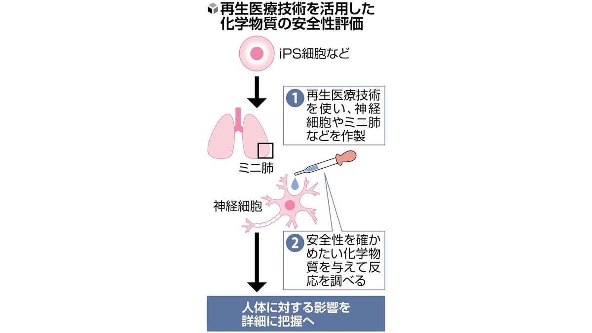 ｉＰＳ細胞を活用し化学物質の安全評価…動物実験の代替へ期待 : 読売新聞オンライン