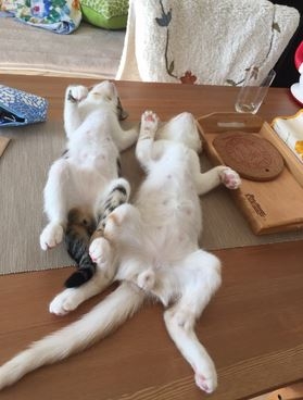 「さすが親子」見事に同じ寝相の母親と赤ちゃん、家族で大爆笑(英)