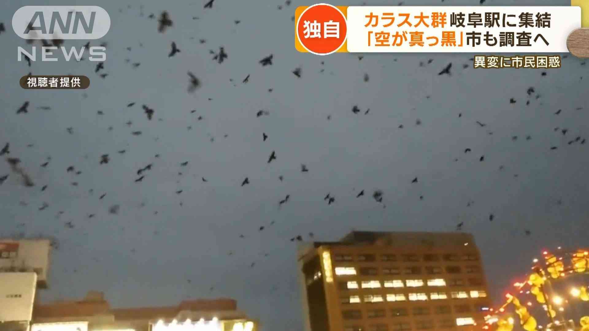 【独自】カラスの大群　“冬の空”各地で　目撃情報相次ぐ…「異常な数」岐阜駅に集結