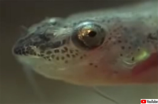 尿道に入り込み内側から食いちぎる肉食魚「カンディル」の恐怖伝説は本当なのか？ : カラパイア