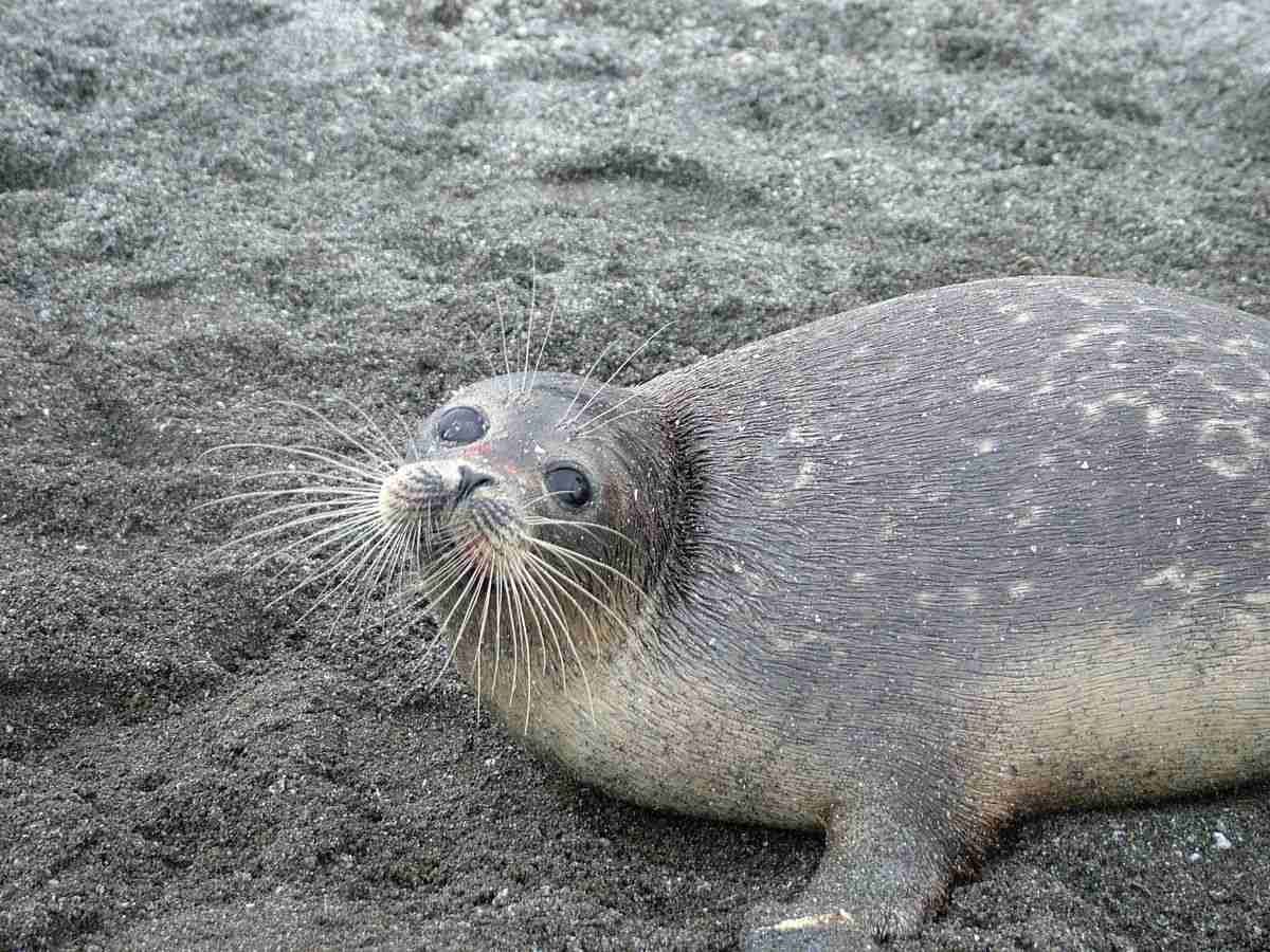 アザラシ、謎の大量死　カスピ海沿岸で２５００頭―ロシア：時事ドットコム
