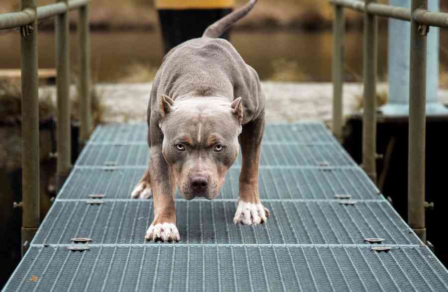逃げ出した犬が女児にかみつき気管断裂など全治3か月、飼い主を略式起訴