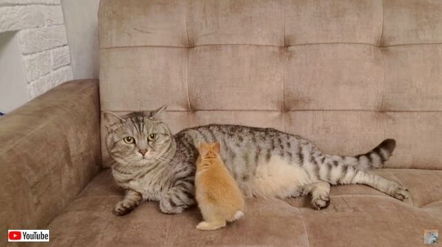 愛猫の「ちょっとだけひとりにしてくれニャいかな」子ウサギたちに懐かれすぎてパーソナルスペースを探し求める猫 : カラパイア