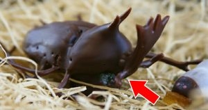 【意外と好評】秋田県横手市・小松屋本店の「リアル昆虫チョコ」…あなたは食べれる？ (2021年6月23日) - エキサイトニュース