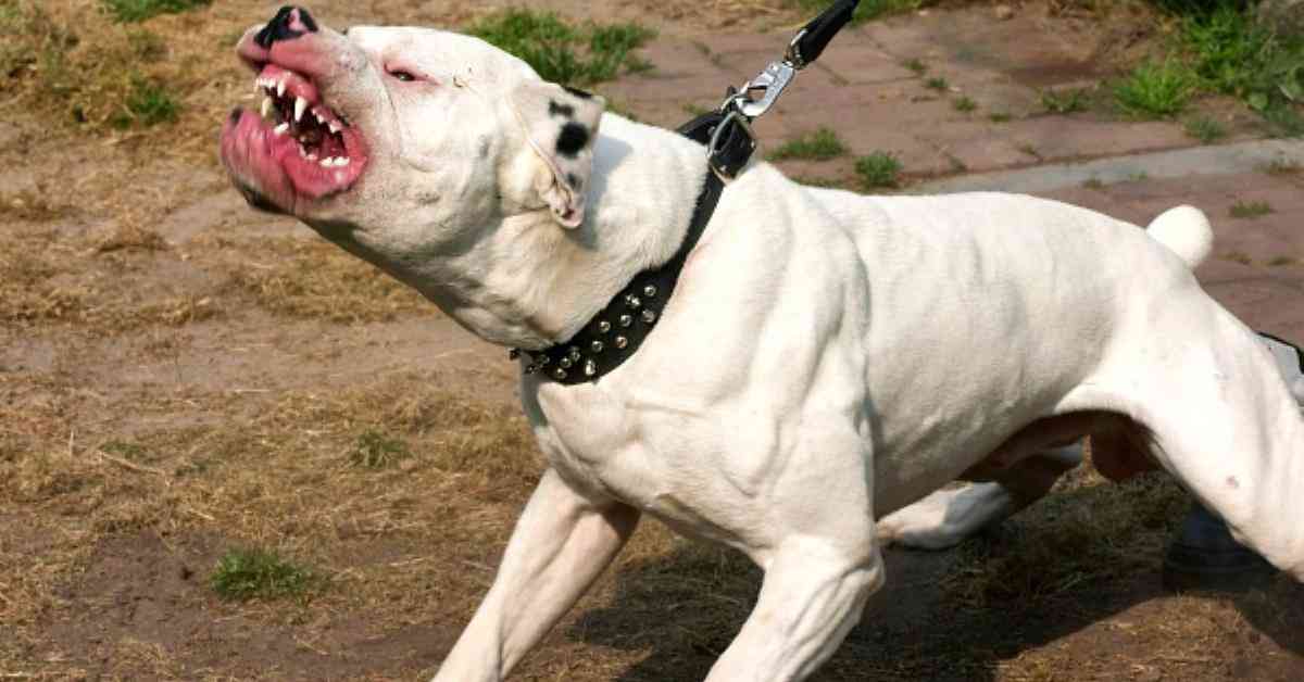 逃げ出した犬が女児にかみつき気管断裂など全治3か月、飼い主を略式起訴