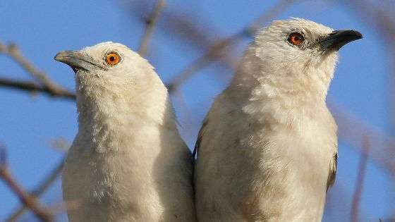 「子どもをたくさん産んだメスほどバカな鳥」が報告される
