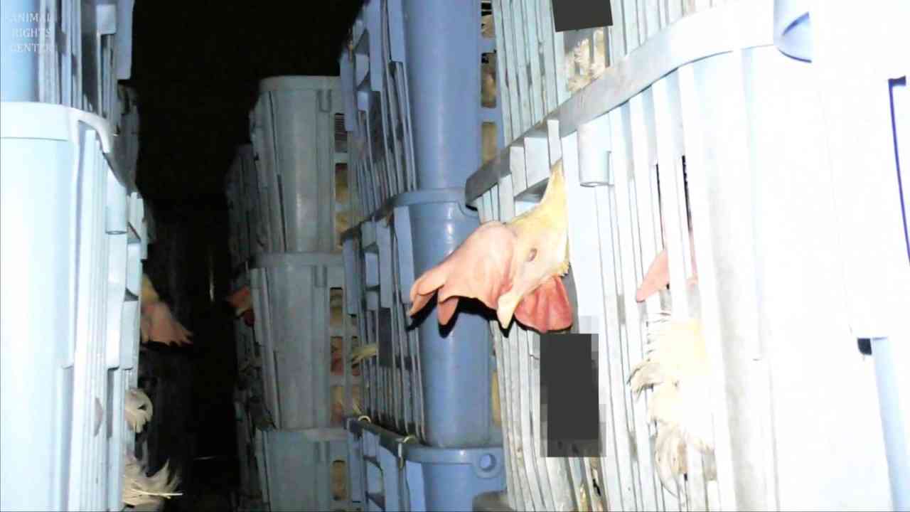 鶏の屠殺場での夜間放置、採卵鶏のあまりにもむごい最期の一日 - YouTube
