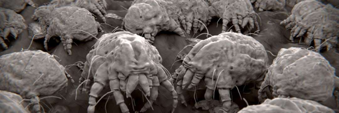 間違ったやり方だとダニやカビが大量に…ほとんどの人が誤解している「ほんとうの布団ケア」（現代ビジネス編集部） | マネー現代 | 講談社