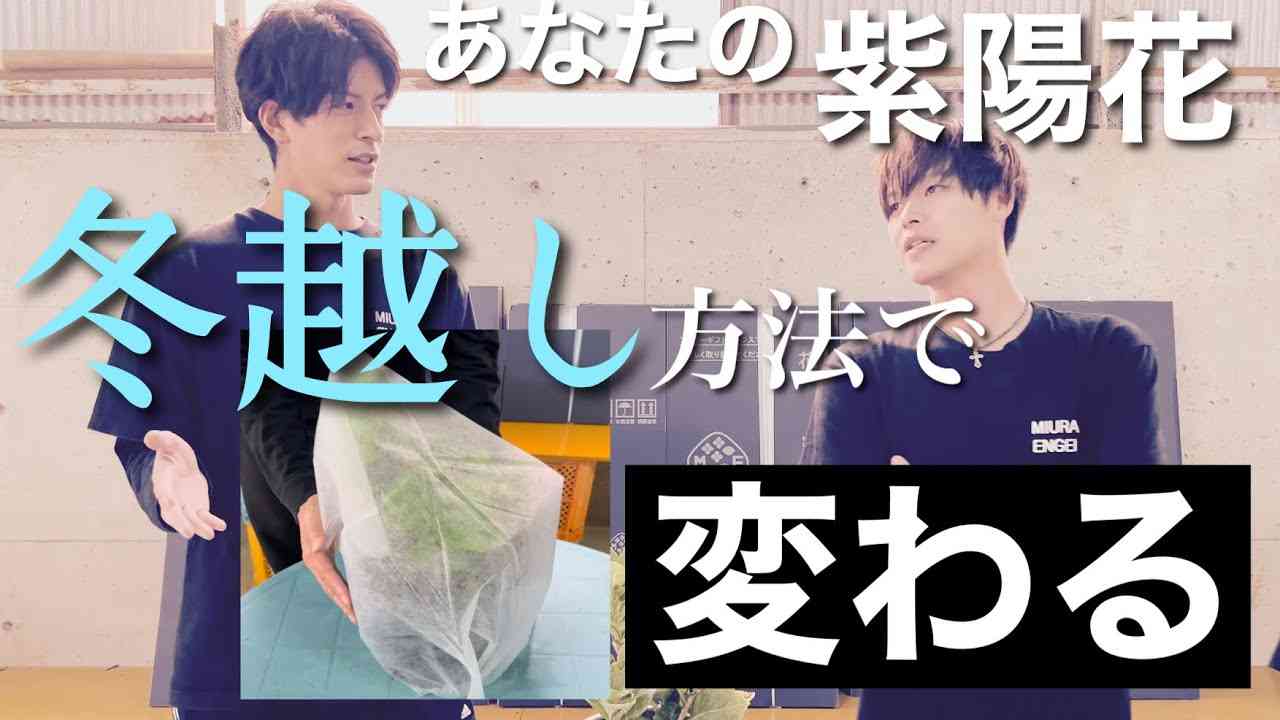 〈冬だ！冬越しだ！休眠だ！〉これで寒さも怖くない。紫陽花冬の管理方法 - YouTube