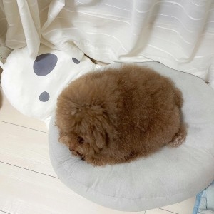 「世界で最もかわいい犬」日本で暮らす、まんまるのトイプードルが海外で人気