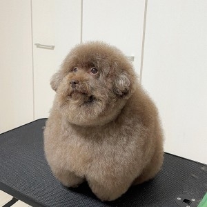 「世界で最もかわいい犬」日本で暮らす、まんまるのトイプードルが海外で人気