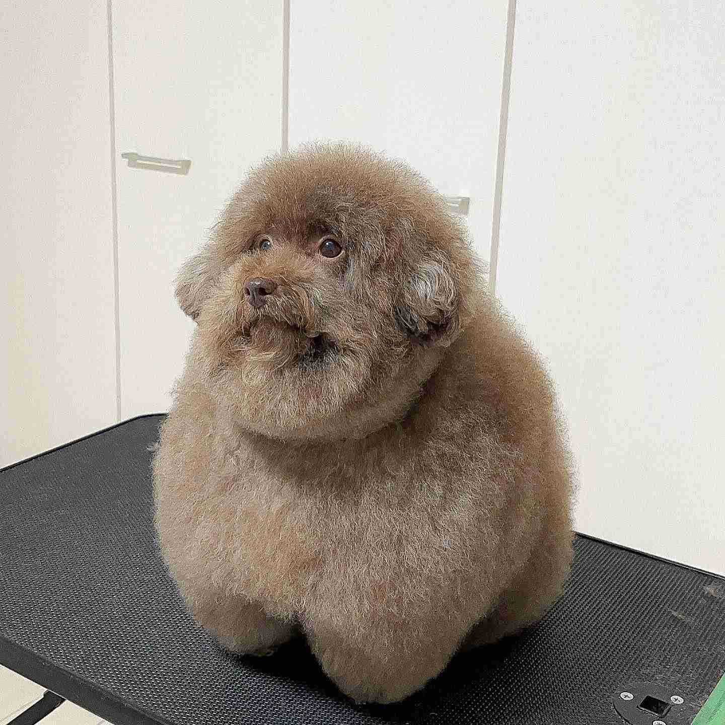【海外発！Breaking News】「世界で最もかわいい犬」日本で暮らす、まんまるのトイプードルが海外で人気＜動画あり＞ | Techinsight（テックインサイト）|海外セレブ、国内エンタメのオンリーワンをお届けするニュースサイト