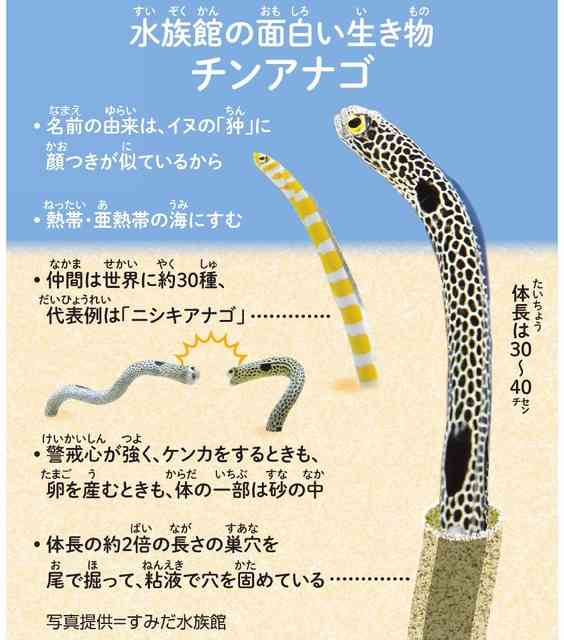 チンアナゴの正体は？　体長の2倍もある巣穴を掘って…：朝日新聞デジタル