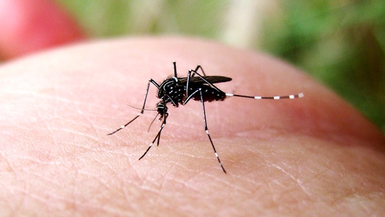殺虫剤に強い耐性を持ちながら伝染病を媒介する「スーパー蚊」が生まれつつある - GIGAZINE