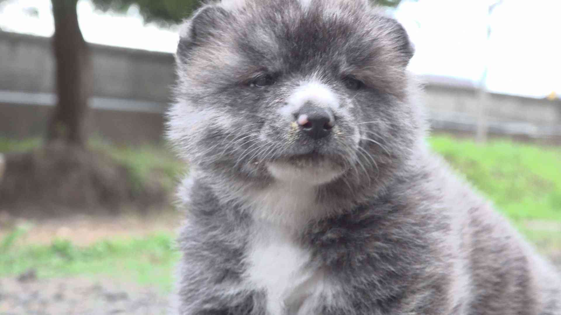 虎毛の秋田犬の赤ちゃん　ごはん食べて電池切れ／秋田（CNA秋田ケーブルテレビ） - Yahoo!ニュース