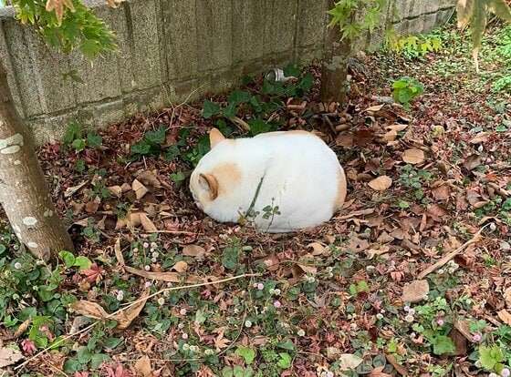 自ら掘った庭の穴が“自宅警備”の待機場所?地面から生える犬がかわいい…入る理由を飼い主に聞いた