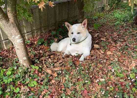 自ら掘った庭の穴が“自宅警備”の待機場所?地面から生える犬がかわいい…入る理由を飼い主に聞いた