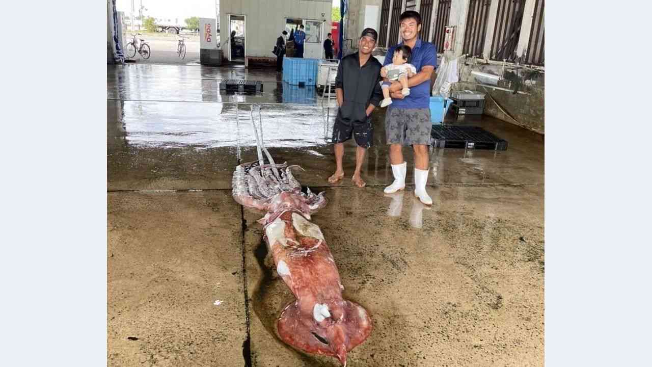 体重100kg 石垣島にダイオウイカ - Yahoo!ニュース