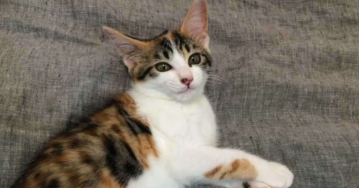 月額380円の「ねこホーダイ」開始　SNSでは「命の貸し借り」と批判の声