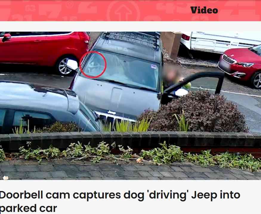 【海外発！Breaking News】犬が運転席で車を発進　別の車に突っ込む瞬間をカメラが捉えた！（英）＜動画あり＞ | Techinsight（テックインサイト）|海外セレブ、国内エンタメのオンリーワンをお届けするニュースサイト