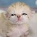 あーぁ on Twitter: 