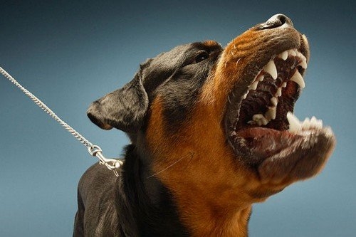世界で最も危険な犬種ランキング～一番強い犬とは～ | 和黒柴な日々