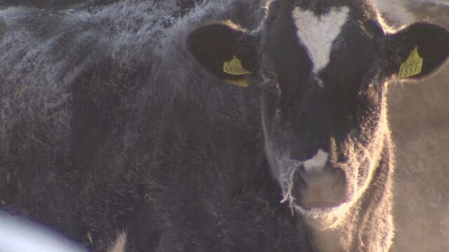 お湯もタオルも牛も凍る？　陸別町ー27.9℃で全国一の寒さに　北海道は24日から大荒れ予想 | HTB北海道ニュース