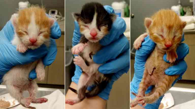 「子猫を引き取れば無料航空券進呈」　米フロンティア航空が里親探しに協力 - CNN.co.jp